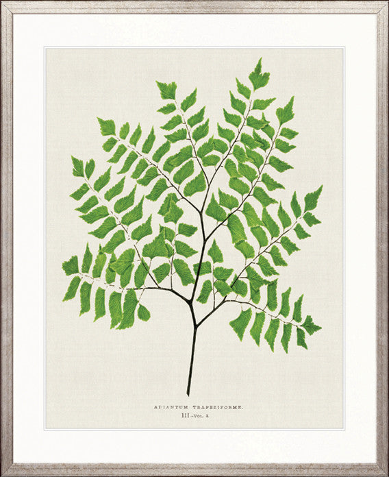 Lush Fern VI