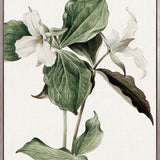 Phillipson Floral III (Canvas)