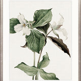 Phillipson Floral III