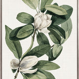 Phillipson Floral IV (Canvas)