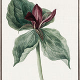 Phillipson Floral V (Canvas)