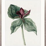 Phillipson Floral V