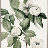 Phillipson Floral XI (Canvas)