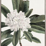 Phillipson Floral XII (Canvas)