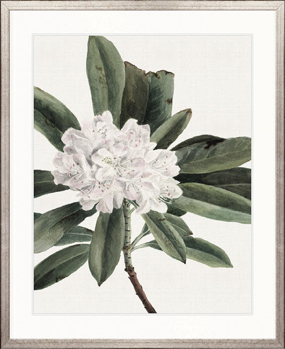Phillipson Floral XII