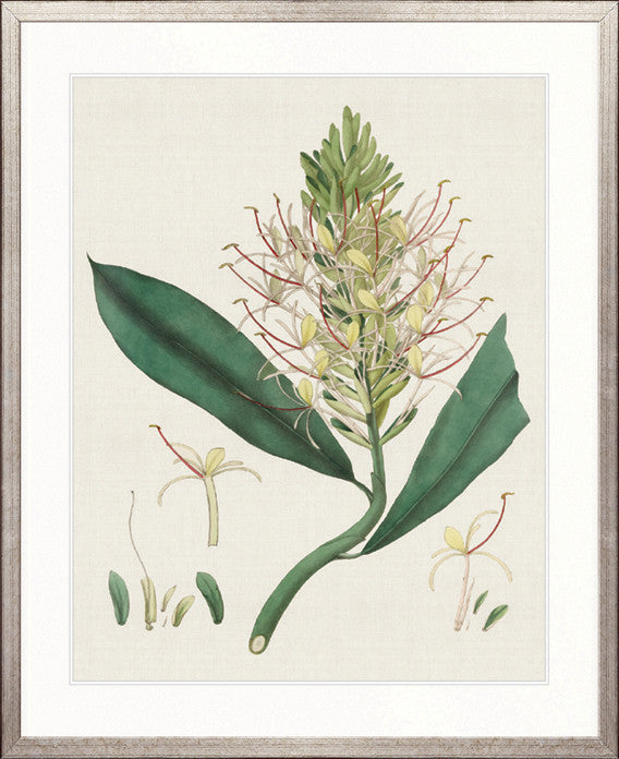 Exotic Garden I