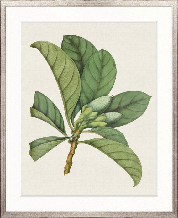 Exotic Garden II