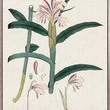 Exotic Garden III (Canvas)