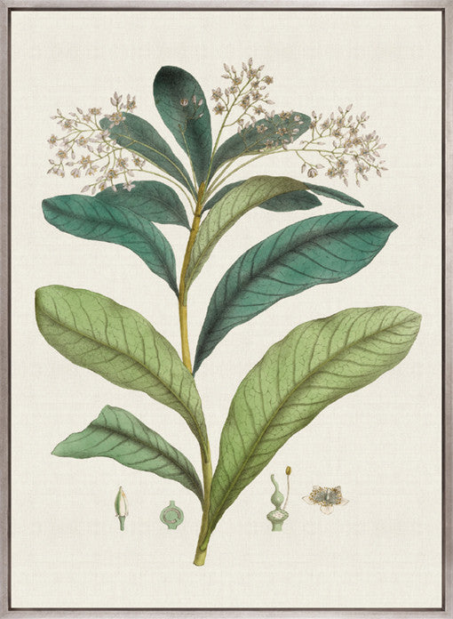 Exotic Garden IV (Canvas)
