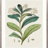 Exotic Garden IV