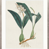 Exotic Garden V