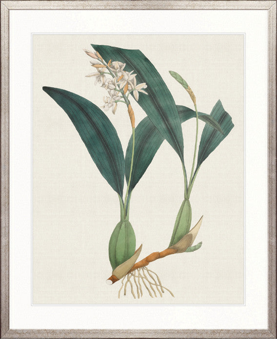 Exotic Garden V