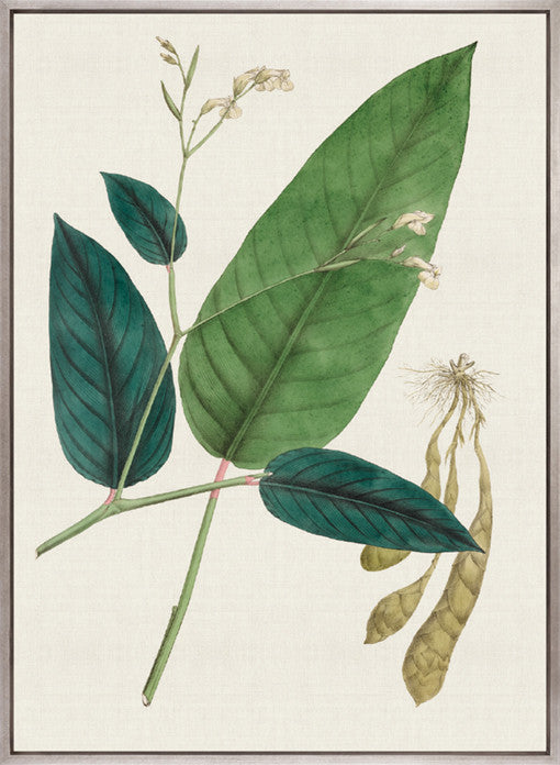 Exotic Garden VI (Canvas)