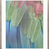 La Plume II