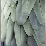 La Plume III (Canvas)