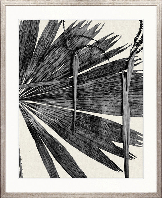 Asiatic Palm I