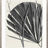 Asiatic Palm II