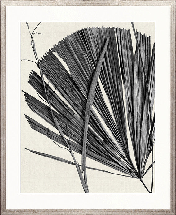 Asiatic Palm II