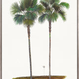 Regal Canopy III (Canvas) Large (903mm W x 1109mm H)