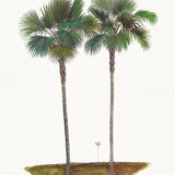 Regal Canopy III (Canvas) Large (903mm W x 1109mm H)