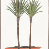 Regal Canopy IV (Canvas) Large (903mm W x 1109mm H)