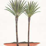Regal Canopy IV (Canvas) Large (903mm W x 1109mm H)