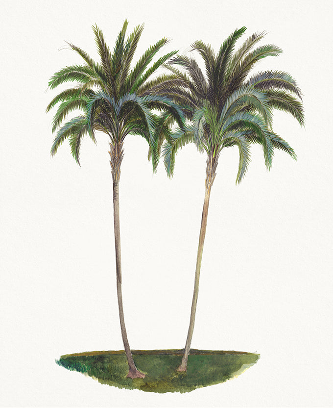 Regal Canopy V (Canvas)