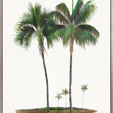 Regal Canopy VI (Canvas) Large (903mm W x 1109mm H)