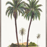 Regal Canopy VII (Canvas) Large (903mm W x 1109mm H)
