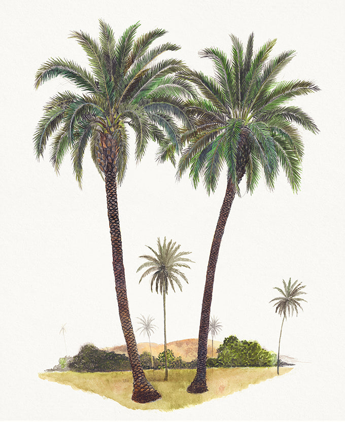 Regal Canopy VII