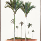 Regal Canopy VIII (Canvas) Large (903mm W x 1109mm H)