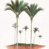 Regal Canopy VIII (Canvas) Large (903mm W x 1109mm H)
