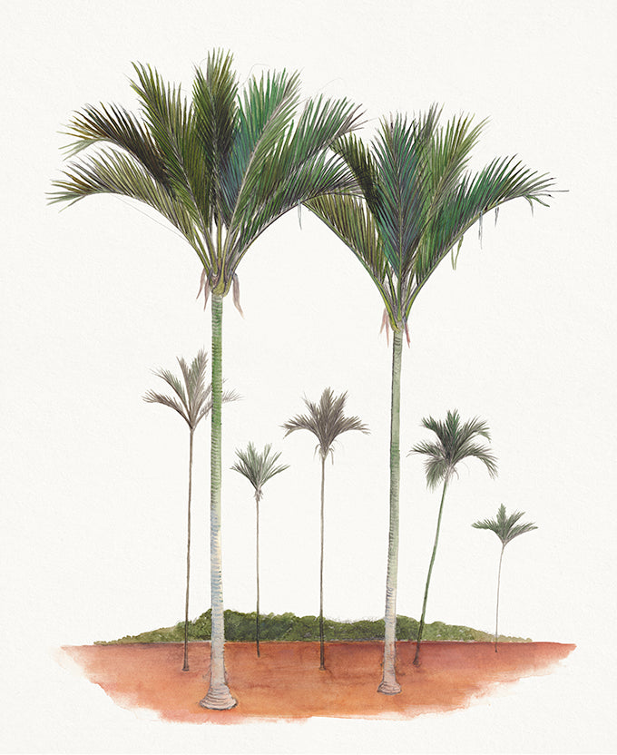 Regal Canopy VIII (Canvas)
