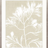 Seaweed Harmony I