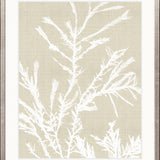 Seaweed Harmony III