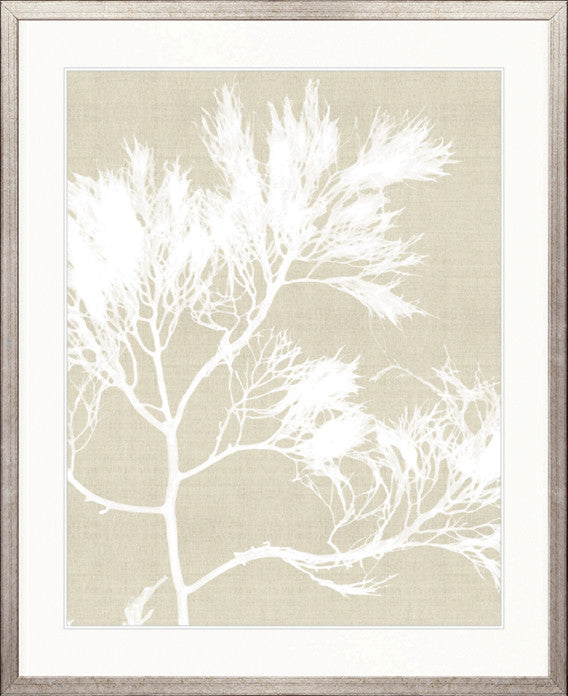 Seaweed Harmony V
