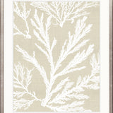 Seaweed Harmony VI