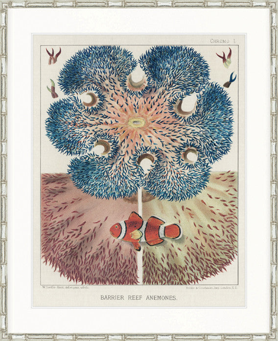 Marine Kaleidoscope I