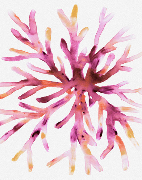 Sea Life VIII (Canvas)