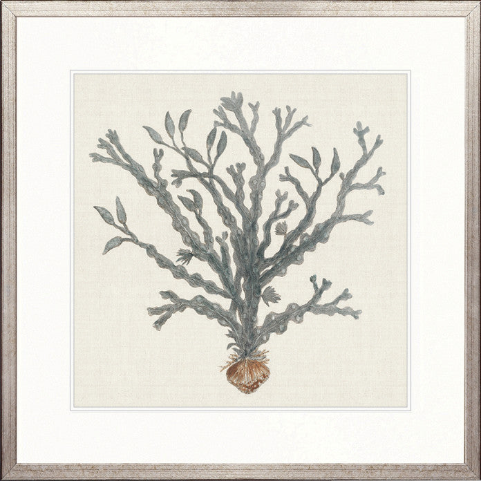 Natural Coral I