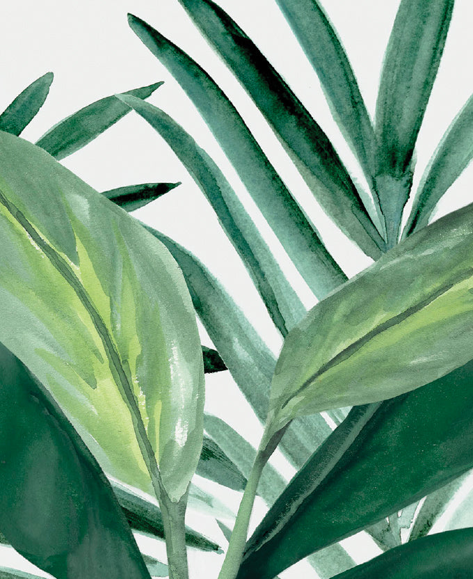 ShallaTropic II (Canvas)