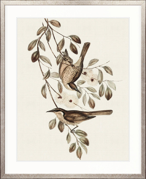 Shildon Birds II