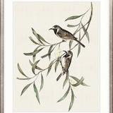 Shildon Birds III