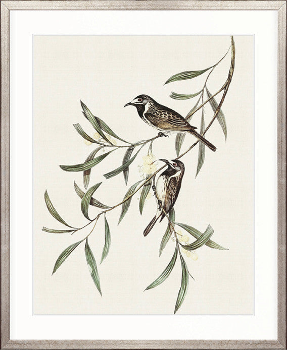 Shildon Birds III