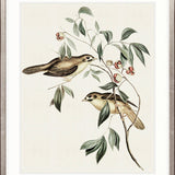 Shildon Birds IV