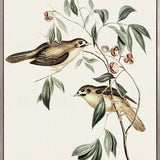 Shildon Birds IV (Canvas)