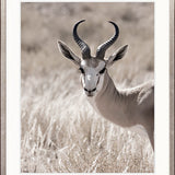 Wild Safari I