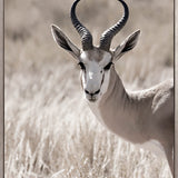Wild Safari I (Canvas)