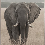 Wild Safari III (Canvas)