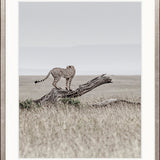 Wild Safari IV